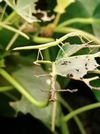 Wandelende takken, Dieren en Toebehoren, Insecten en Spinnen, Wandelende tak