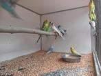 Jonge grasparkieten, Dieren en Toebehoren, Vogels | Parkieten en Papegaaien