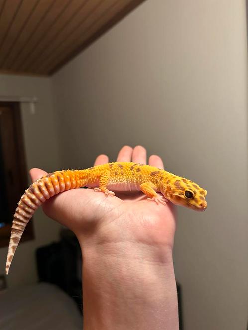 Luipaardgekko, Dieren en Toebehoren, Reptielen en Amfibieën | Toebehoren, Ophalen