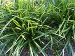 Carex wintergroen siergras, Tuin en Terras, Planten | Tuinplanten, Ophalen, Volle zon, Vaste plant, Siergrassen