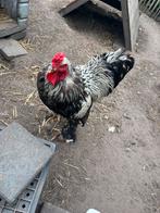 Brahma haan, Dieren en Toebehoren, Mannelijk, Kip