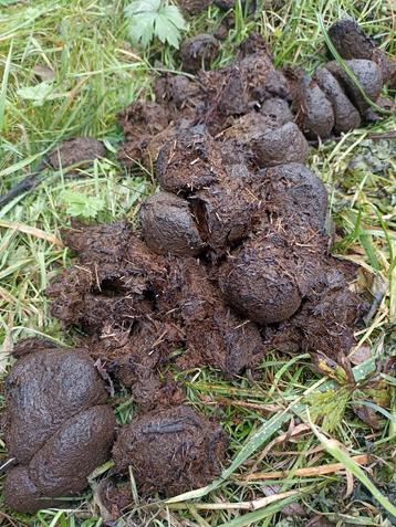 Gratis gezonde paardenmest beschikbaar voor biedingen