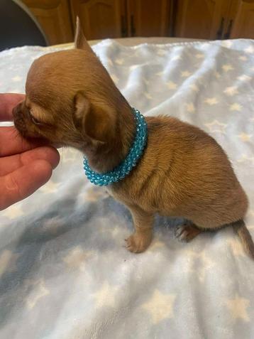 chihuahua pups t.cup & mini raszuiver zeer mooie ! kleintjes beschikbaar voor biedingen