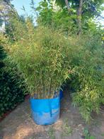 bamboe fargesia rufa, Tuin en Terras, Planten | Struiken en Hagen, Ophalen, Bamboe, Haag