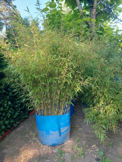 bamboe fargesia rufa, Tuin en Terras, Planten | Struiken en Hagen, Haag, Bamboe, Ophalen
