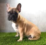 Prachtige Franse Bulldog Pup, België, Fokker | Hobbymatig, Reu, CDV (hondenziekte)