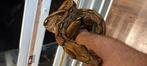 Boa  Arabesque  het albino man, Dieren en Toebehoren, Reptielen en Amfibieën