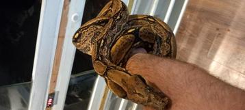 Boa  Arabesque  het albino man beschikbaar voor biedingen