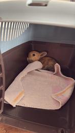Konijntje te koop, Dieren en Toebehoren, Konijnen