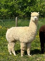 Alpaca hengst