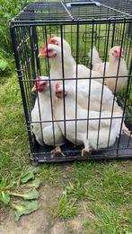 Poules blanches, Animaux & Accessoires, Volatiles