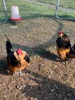 Antwerpse baardkriel, Dieren en Toebehoren, Pluimvee