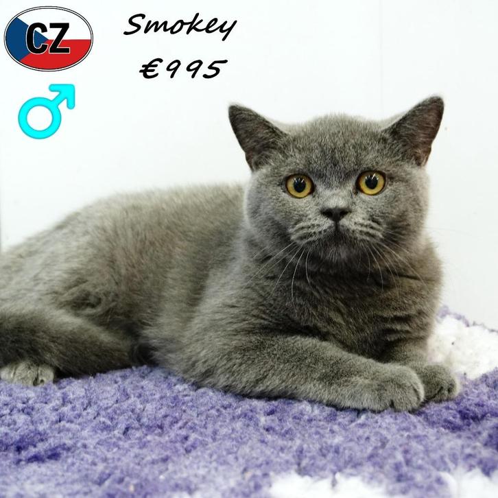 "Smokey" Blauwe Britse Korthaar kater - te koop, Dieren en Toebehoren, Katten en Kittens | Raskatten | Korthaar, Kater, 0 tot 2 jaar