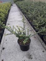 Japanse hulst / Ilex crenata 'Convexa', Jardin & Terrasse, Plantes | Arbustes & Haies, Enlèvement, Houx