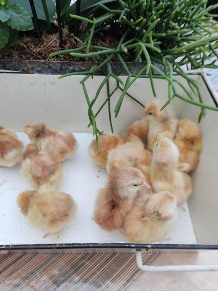 Pluimvee, Animaux & Accessoires, Volatiles, Poule ou poulet, Sexe inconnu