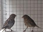 Kanaries, Dieren en Toebehoren, Geslacht onbekend, Kleurkanarie