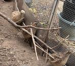 Japanse kwartels, Meerdere dieren, Overige soorten