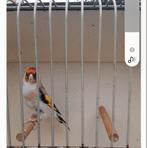 Putter, Dieren en Toebehoren