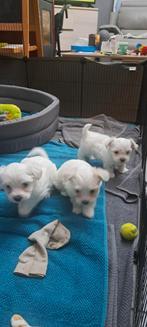 Maltese bichon-mannetjes, geboren op 2 december 2025