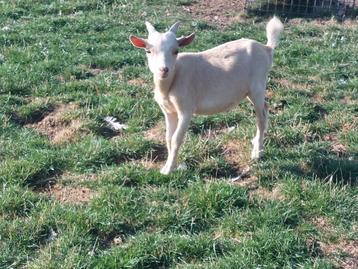 Chèvre chameau., Mâle, Chèvre, 0 à 2 ans