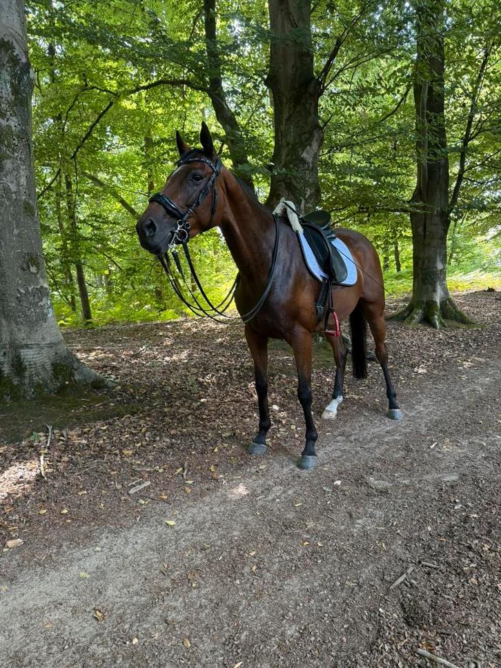 Recreatie paard te koop, Dieren en Toebehoren, Paarden, Merrie, Niet van toepassing, 165 tot 170 cm, 7 tot 10 jaar, Dressuurpaard