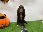 Engelse Cocker Spaniel pups, Dieren en Toebehoren, België, 8 tot 15 weken, CDV (hondenziekte), Meerdere