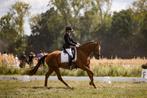 6 jarige dressuurruin  Totilas x Jazz, Gechipt, Ruin, Dressuurpaard, 3 tot 6 jaar