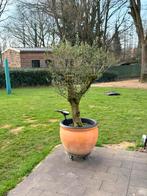 Olijfboom met pot winterhard, Tuin en Terras, Ophalen, Olijfboom