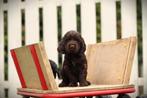Engelse Cocker Spaniel pups te koop, Dieren en Toebehoren, België, 8 tot 15 weken, HCC (leverziekte), Meerdere