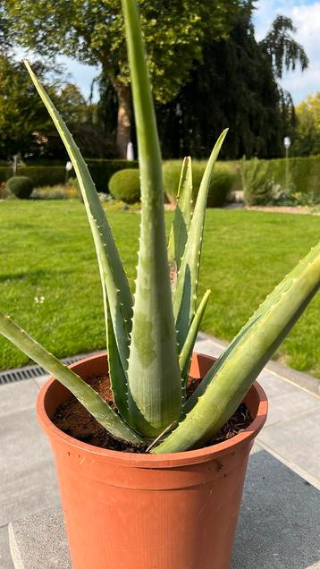 Aloe veraplant beschikbaar voor biedingen