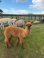 Tam veulen van 17 juni 2025, Boeken, Dieren en Huisdieren, Ophalen