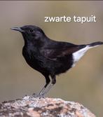 Zwarte tapuit pop 2025, Dieren en Toebehoren, Geringd