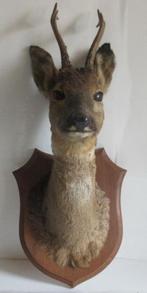tête de cerf en peluche de taxidermie vintage, Antiquités & Art, Envoi