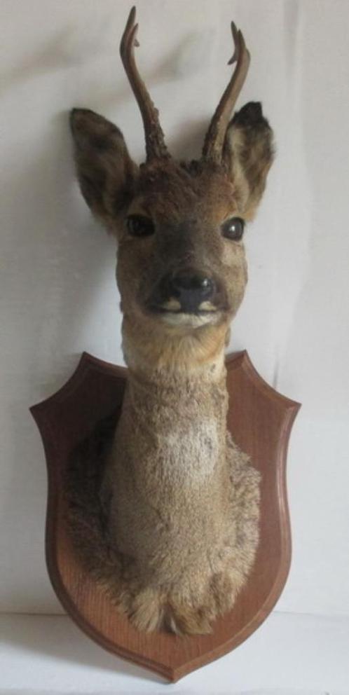 vintage taxidermy opgezette kop van een ree hert, Antiek en Kunst, Curiosa en Brocante, Verzenden