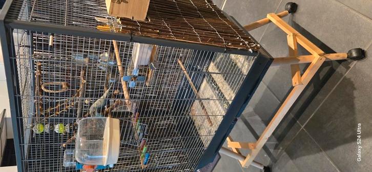 2 paar parkieten + grote kooi met accessoires, Dieren en Toebehoren, Vogels | Parkieten en Papegaaien