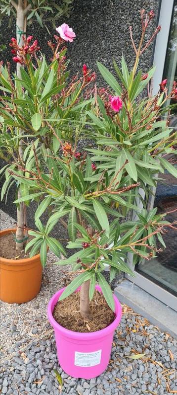Nerium Oleander op stam met dubbele bloem - super korting!  beschikbaar voor biedingen