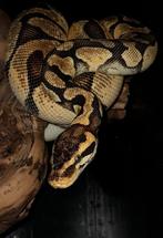 Python regius Pastel Enchi (volwassen vrouwelijke), Dieren en Toebehoren, Slang