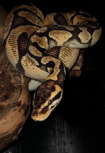 Python regius femelle adulte Pastel Enchi, Serpent