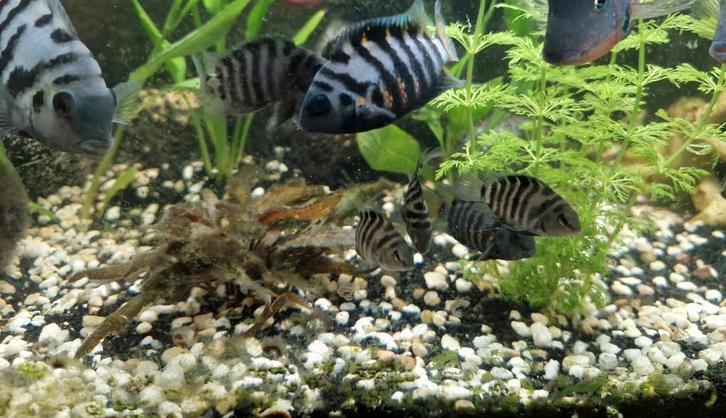 Zebra Cichliden zoeken nieuwe thuis, Dieren en Toebehoren, Vissen | Aquariumvissen