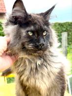 Magnifique chat Maine Coon Black Smoke avec un pedigree !, Chatte ou Chat, Vermifugé, 0 à 2 ans