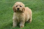 Labradoodle pups nieuw nestje verschillende prijzen, Dieren en Toebehoren, België, 8 tot 15 weken, Meerdere, Meerdere dieren