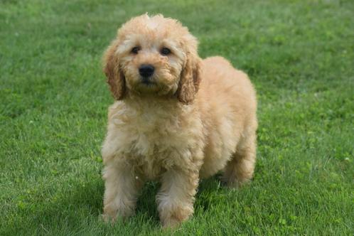 Labradoodle pups nieuw nestje verschillende prijzen, Dieren en Toebehoren, Honden | Niet-rashonden, Middel, Meerdere dieren, Fokker | Professioneel