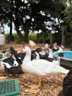 Muskuseend / Barbarie-eenden, Dieren en Toebehoren, Pluimvee, Meerdere dieren, Eend