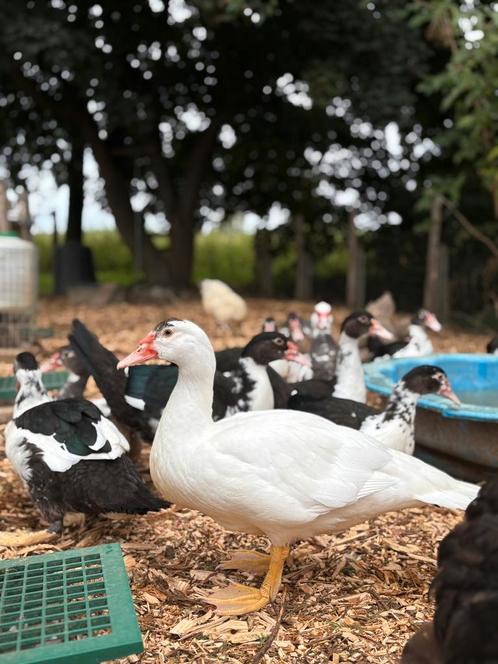 Muskuseend / Barbarie-eenden, Dieren en Toebehoren, Pluimvee, Eend, Meerdere dieren