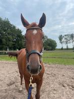 Hoodstel Anatomisch & Martingaal, Dieren en Toebehoren, Paarden en Pony's | Hoofdstellen en Tuigage, Ophalen of Verzenden