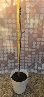 Figuier Ficus Carica, Figuier, En pot, Plein soleil, Enlèvement