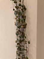 String of hearts, Ophalen, In pot