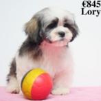 "Lady & Lory" Lhasa Apso - Belgische teefjes te koop, CDV (hondenziekte), Meerdere, Teef, België