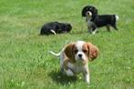 Cavalier King Charles spaniel pups, Dieren en Toebehoren, Honden | Retrievers, Spaniëls en Waterhonden, België, 8 tot 15 weken