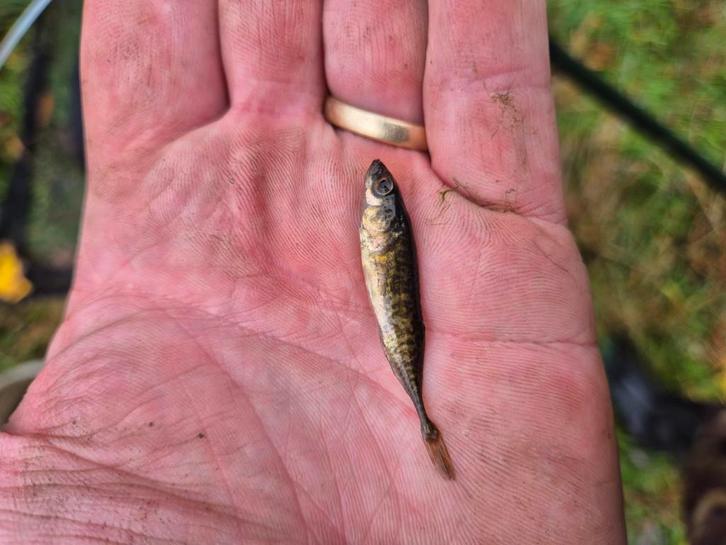 3 doornige stekelbaarsjes, Dieren en Toebehoren, Vissen | Vijvervissen, Baars of Goudwinde